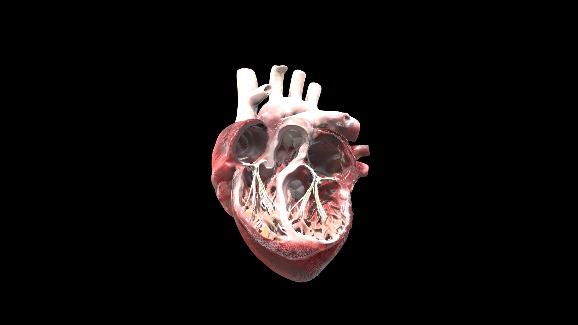Heart medical anatomy