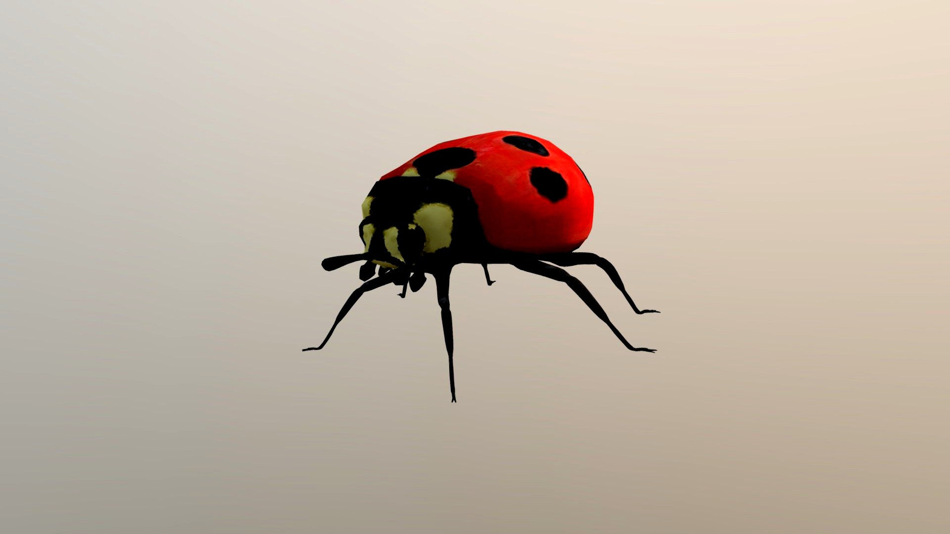 Ladybug