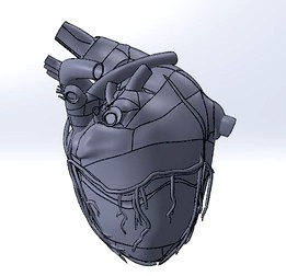 real heart model