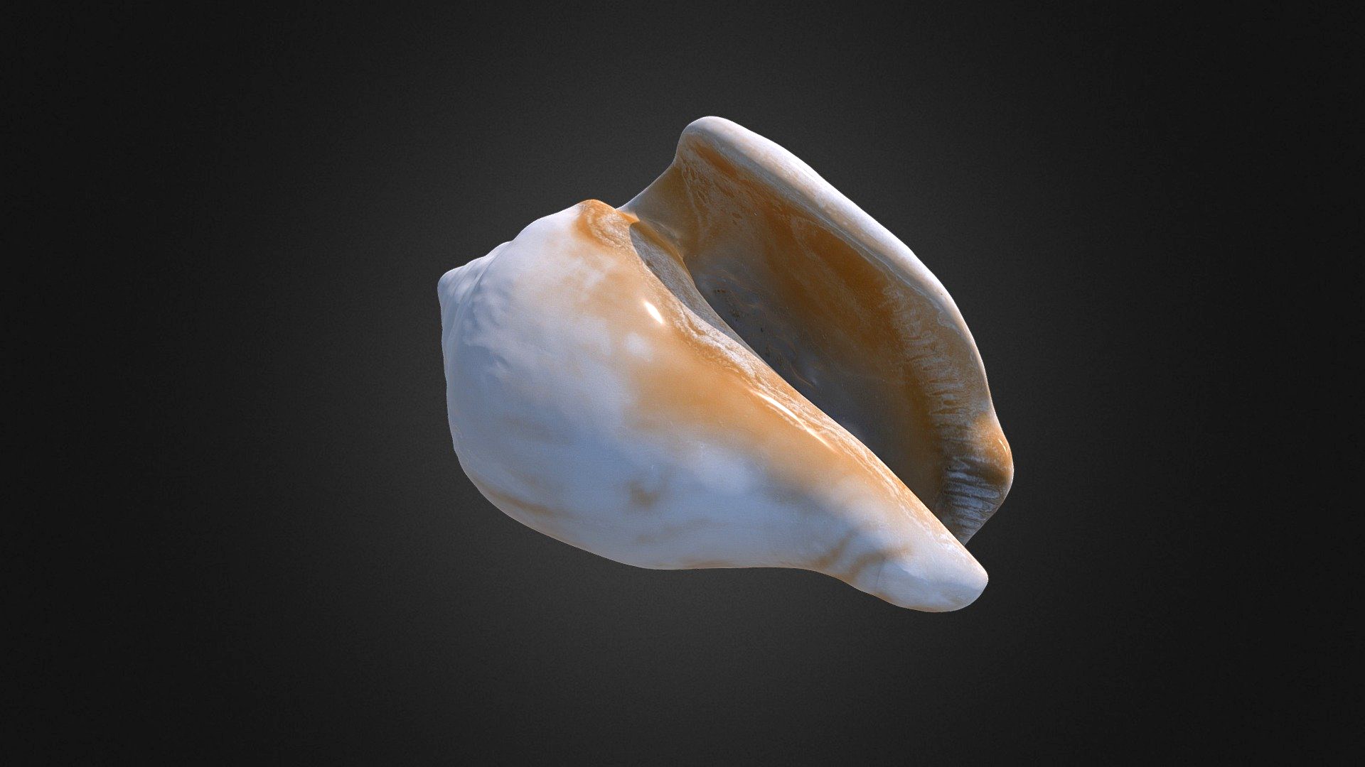 Seashell 03 3D Scan