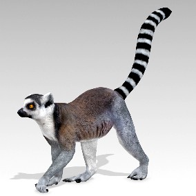 Ring-tailed lemur