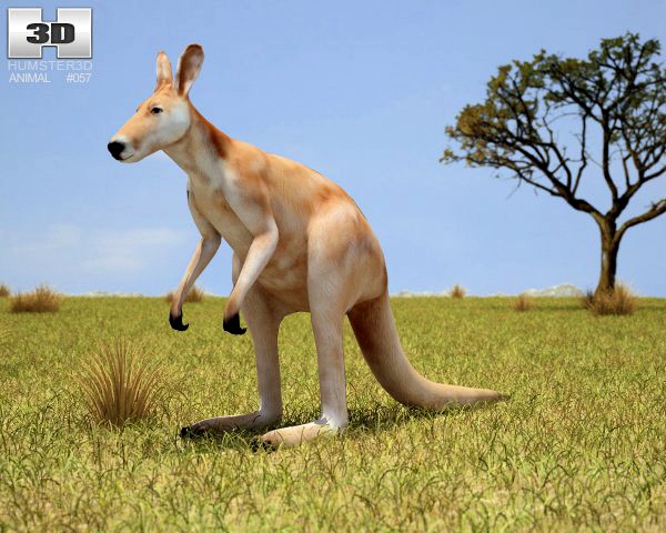Red Kangaroo Macropus Rufus 3D Model