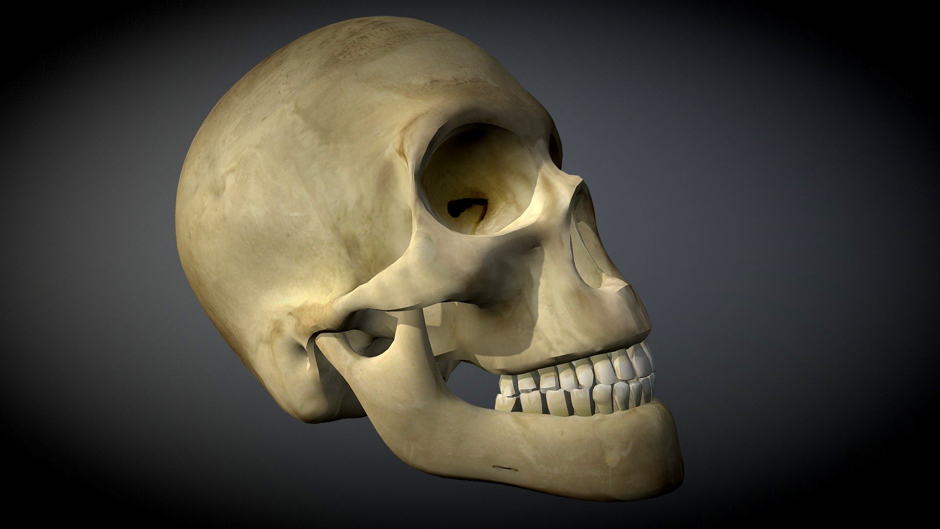 Human Male Skull