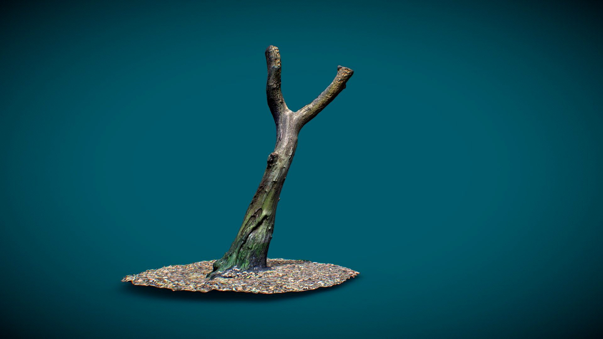 Tree - Photogrammetry