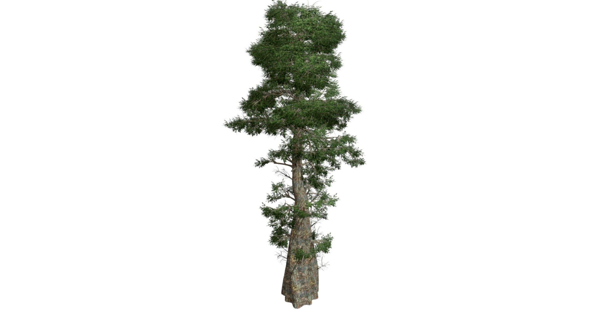 Bald Cypress Tree #05
