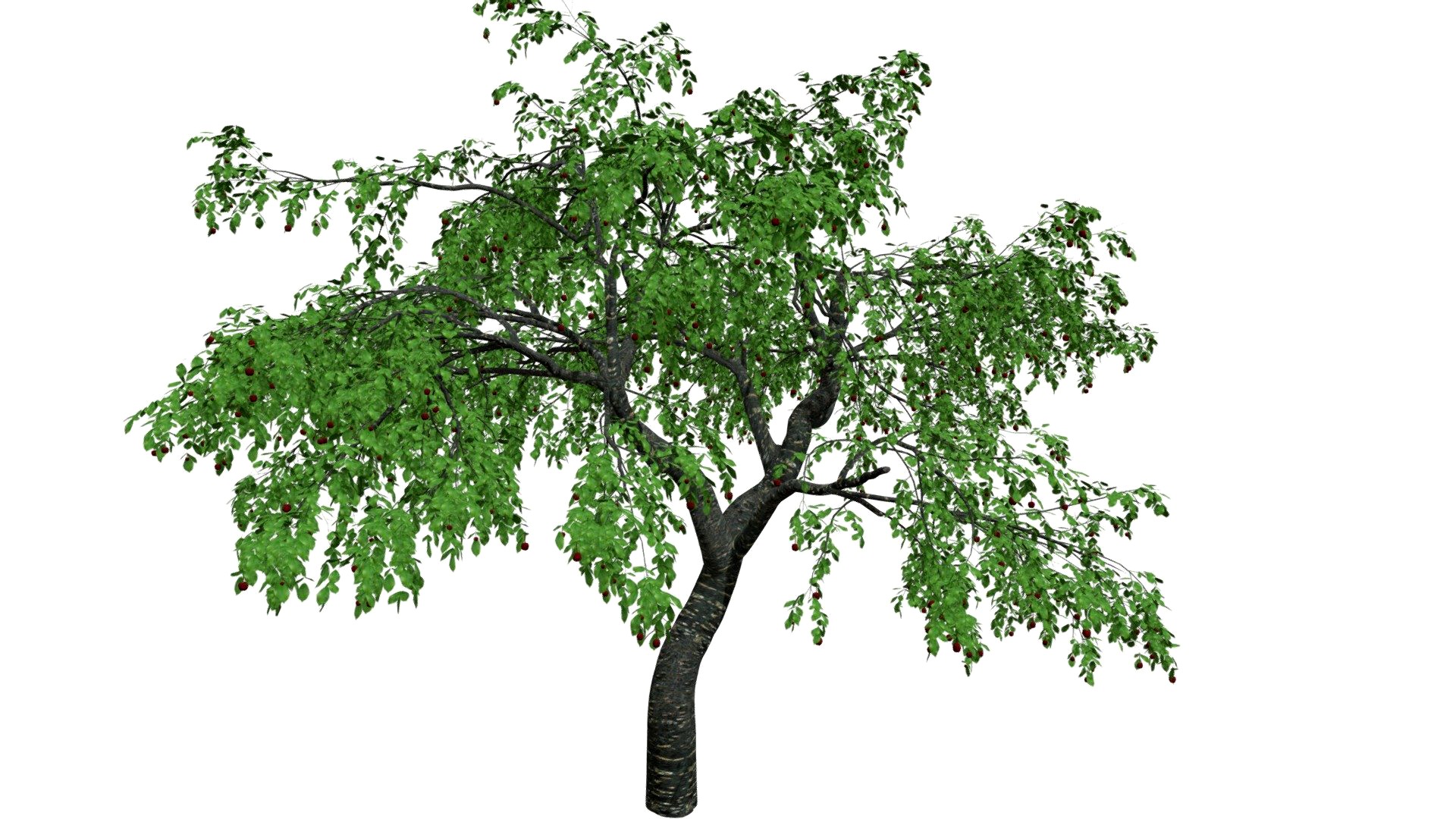 Cherry Tree #01