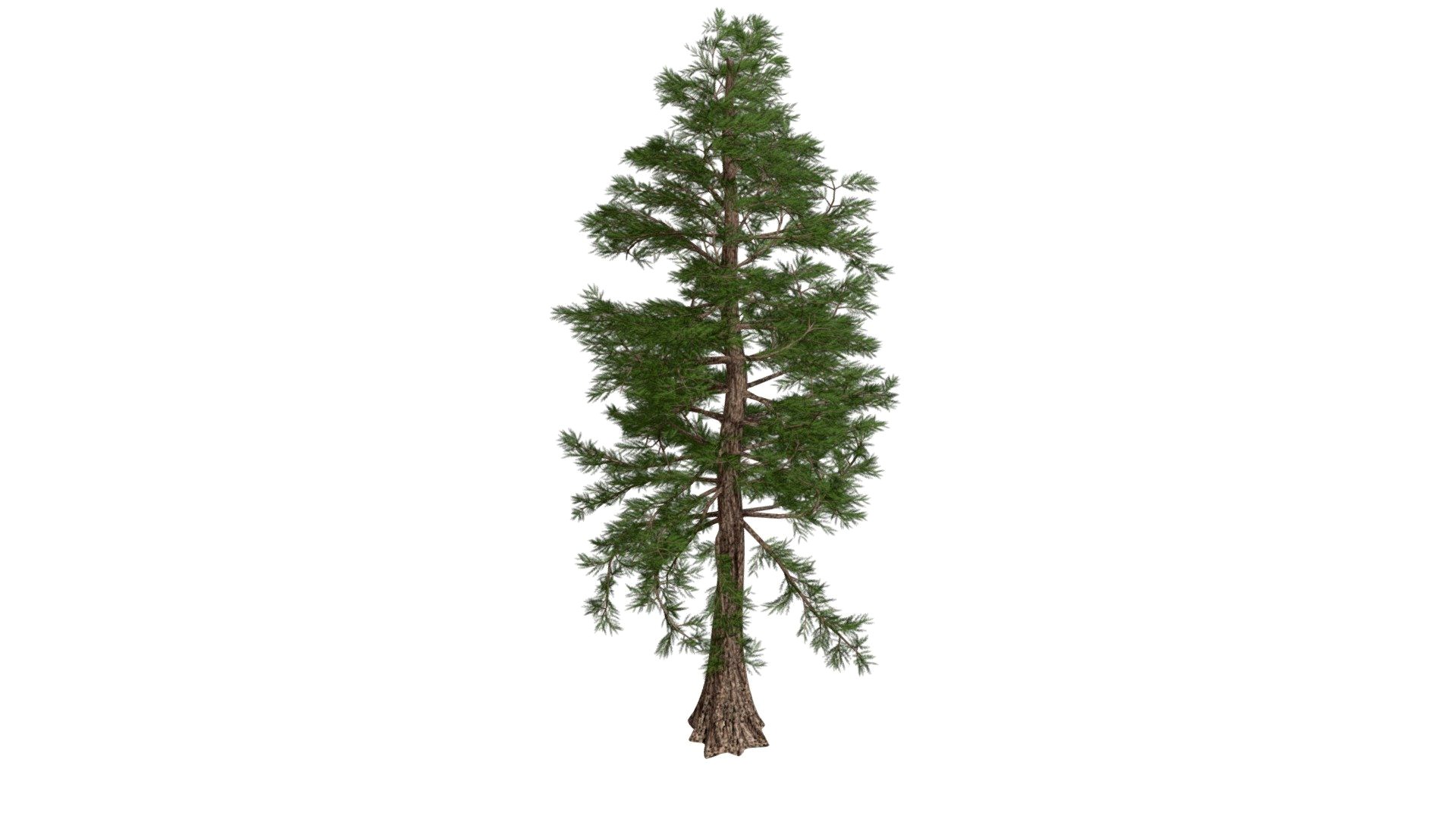 Western Red Cedar Tree #03