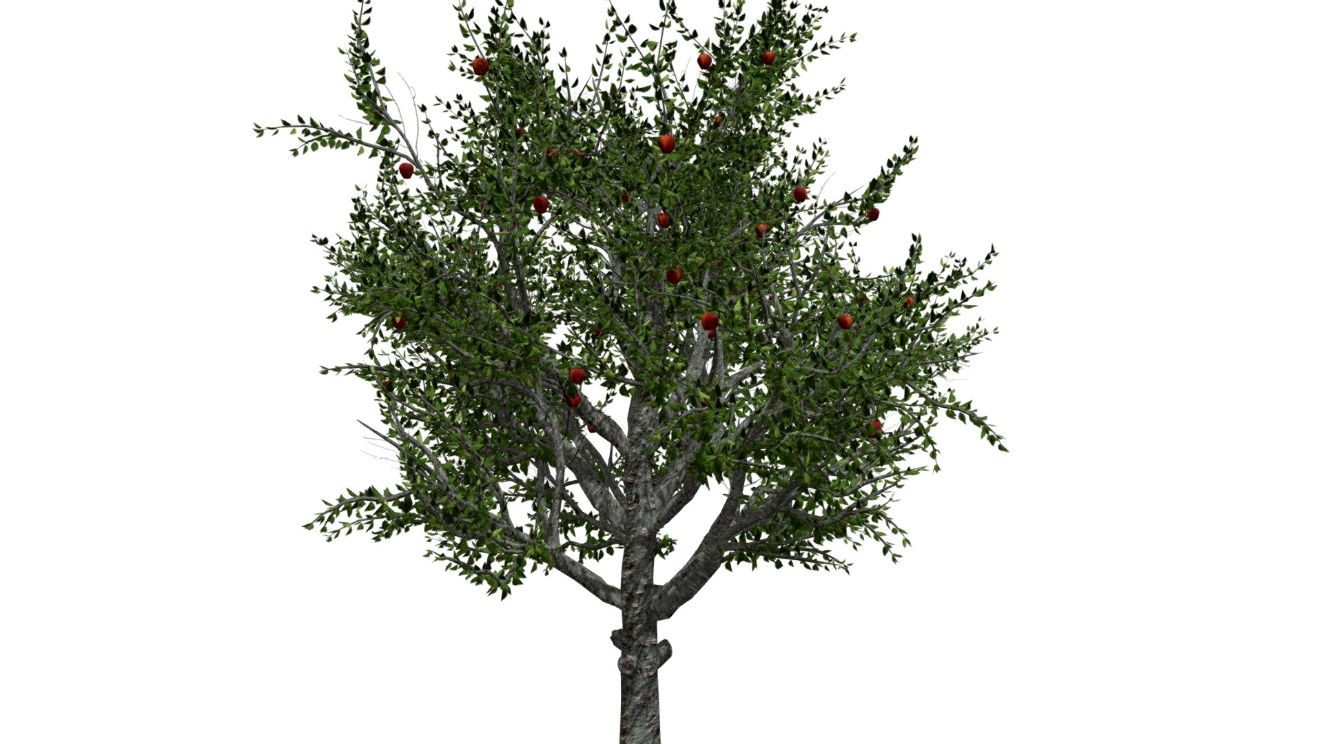 Red Delicious Apple Tree #08