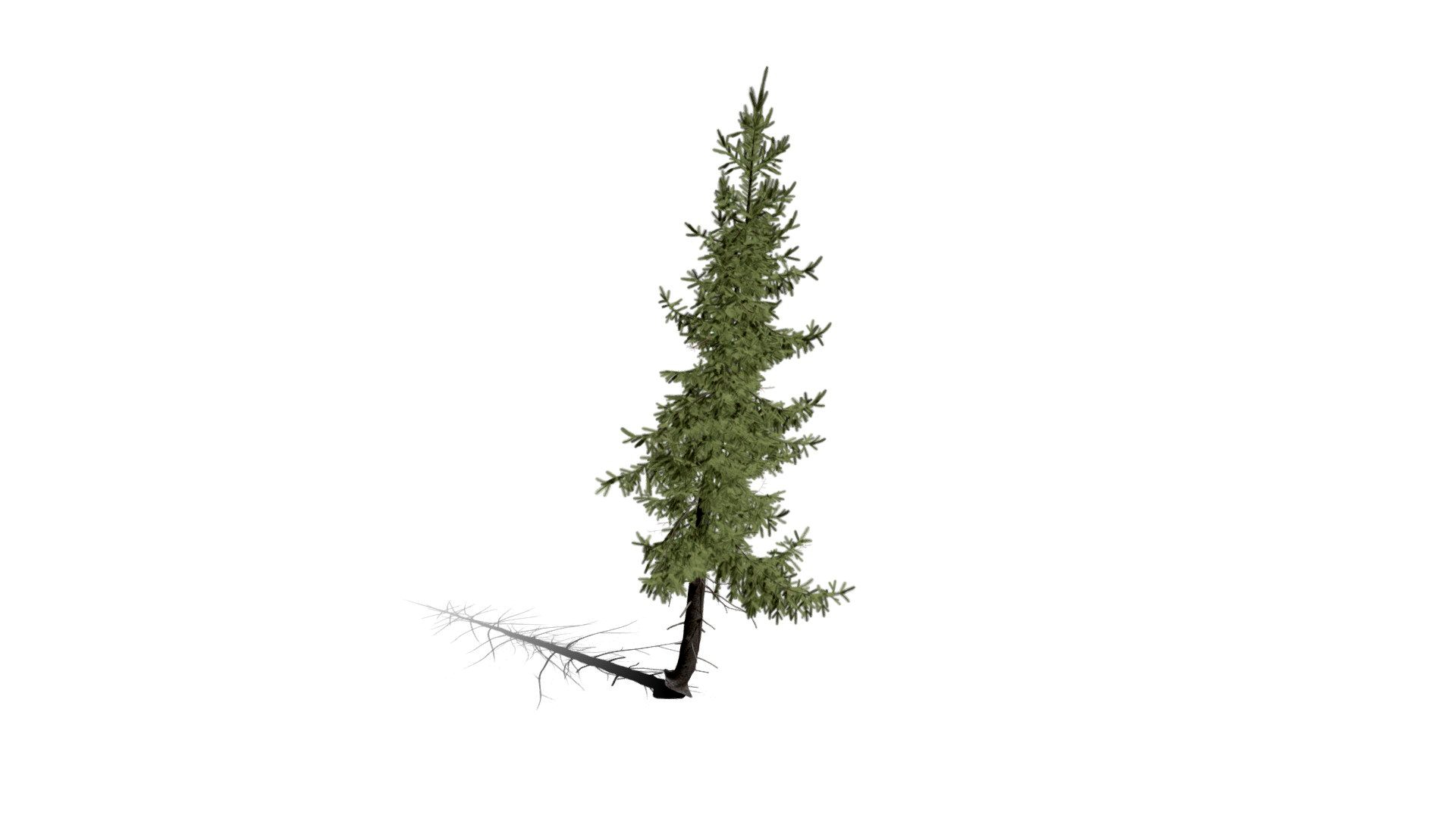 Realistic HD Black spruce (24/38)