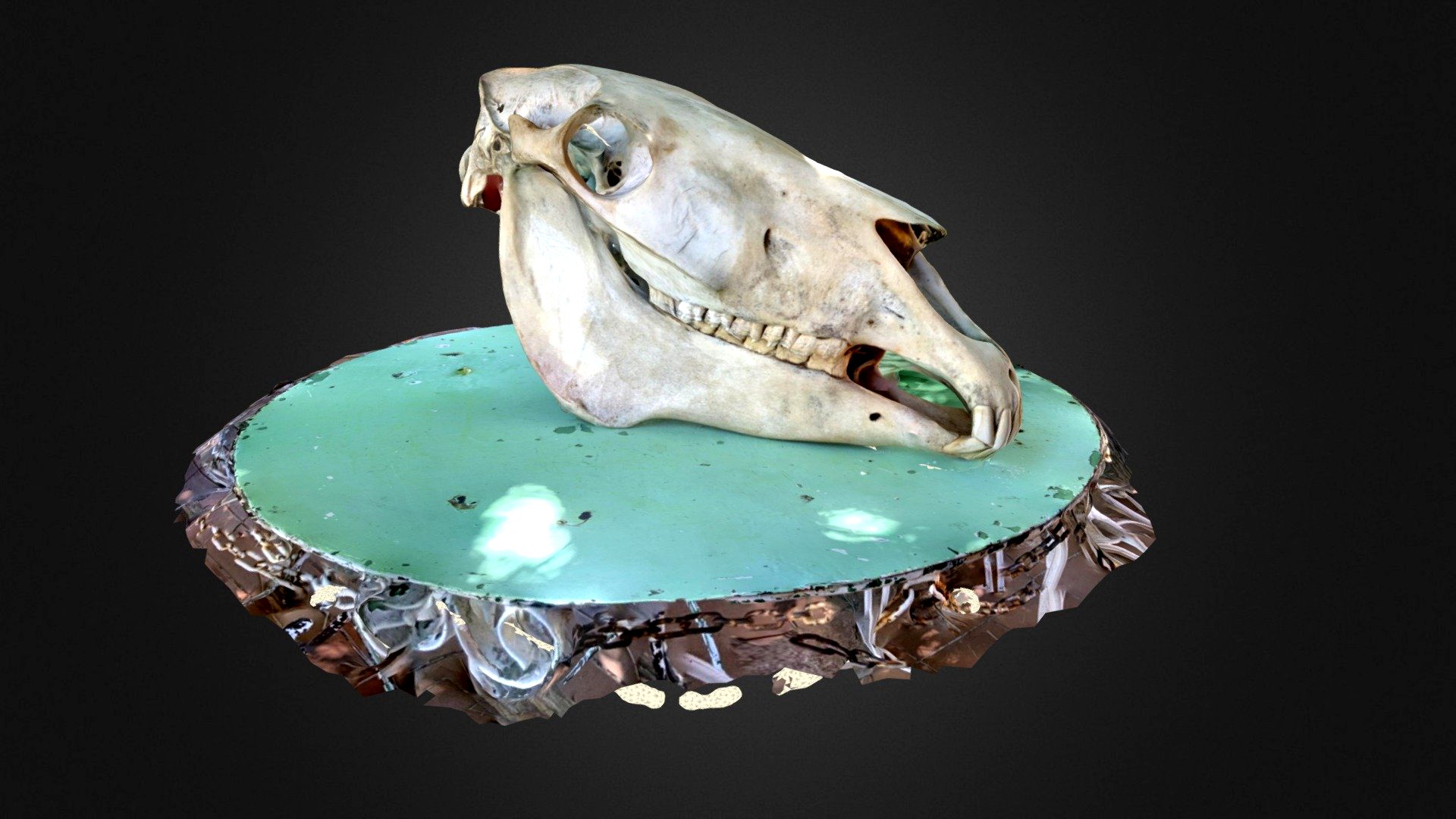 horse skull