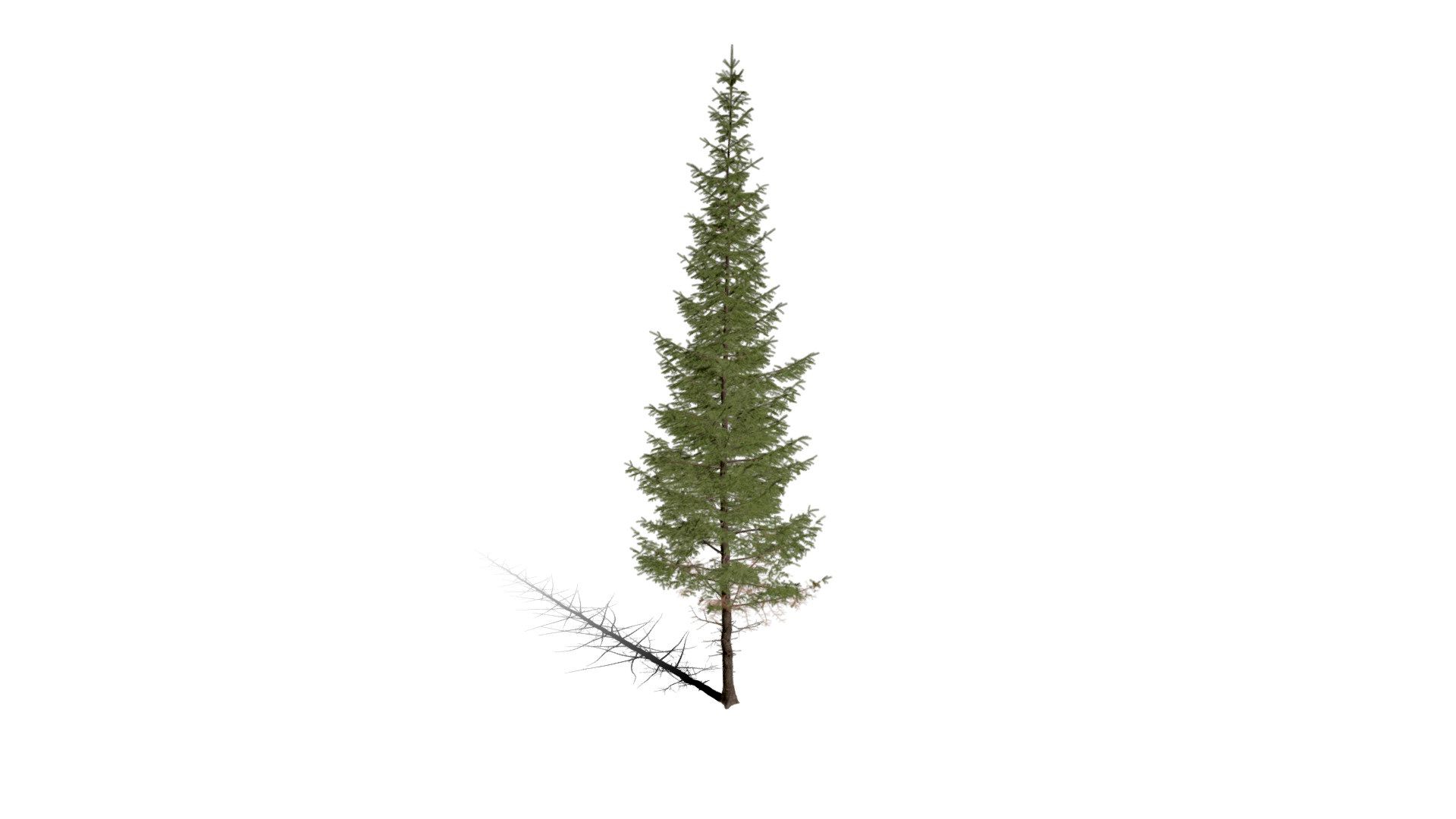 Realistic HD Engelmann spruce (18/43)