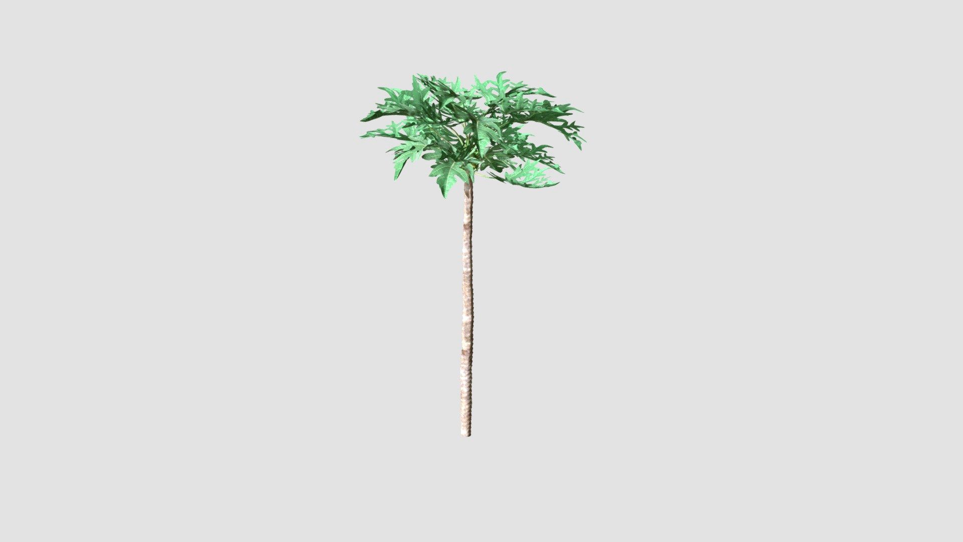 Papaya Plant