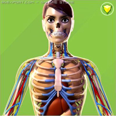 Female anatomy collection 3D Model
