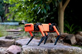 Dingo Robot Quadruped