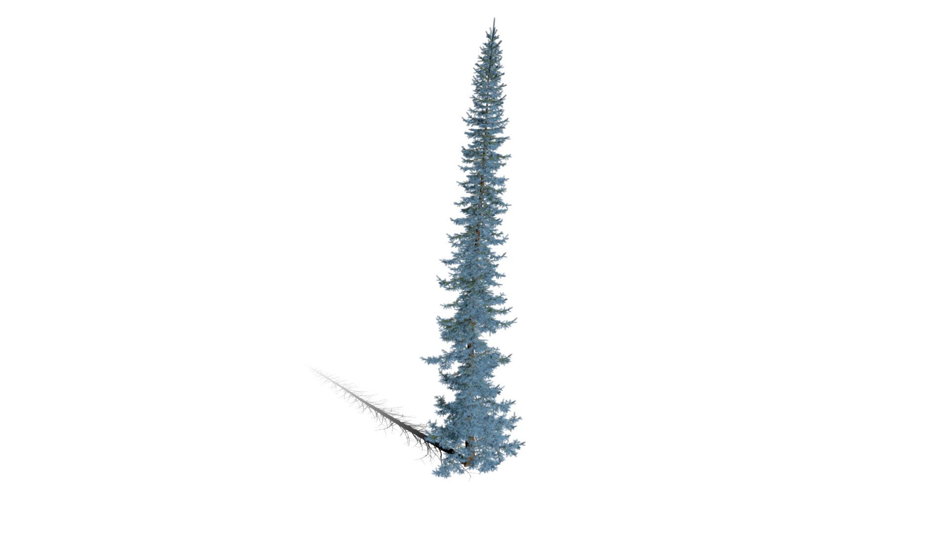 Realistic HD Colorado Blue spruce (15/43)