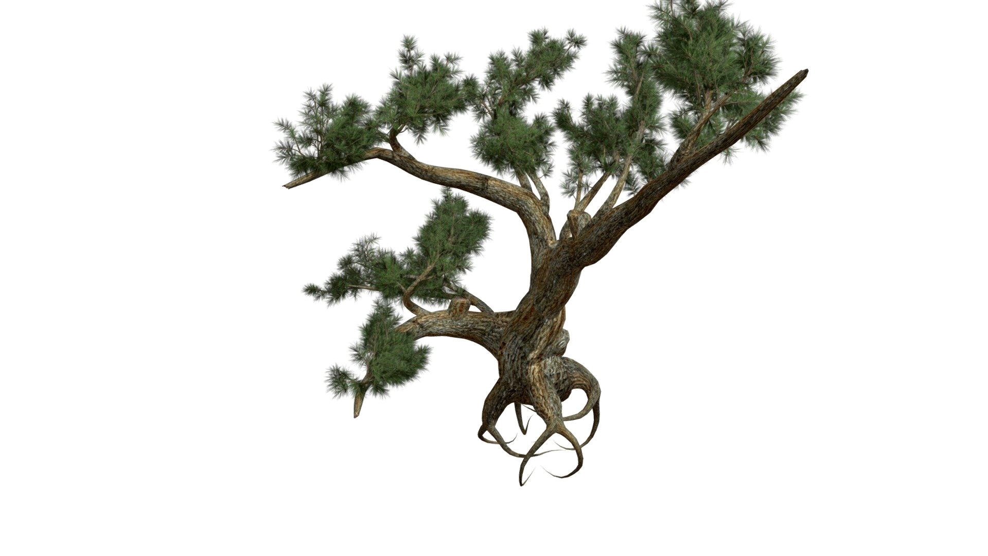 Jeffrey Pine Tree #05
