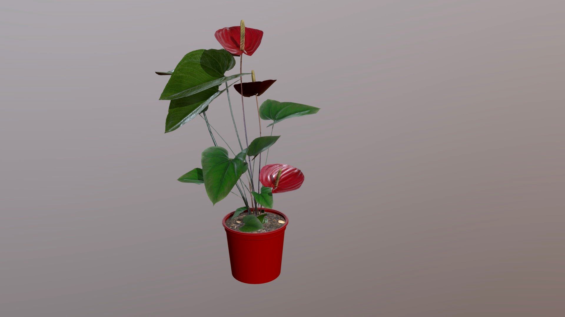 Anthurium plant PBR model by photoscan