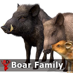 Wild Boar Family
