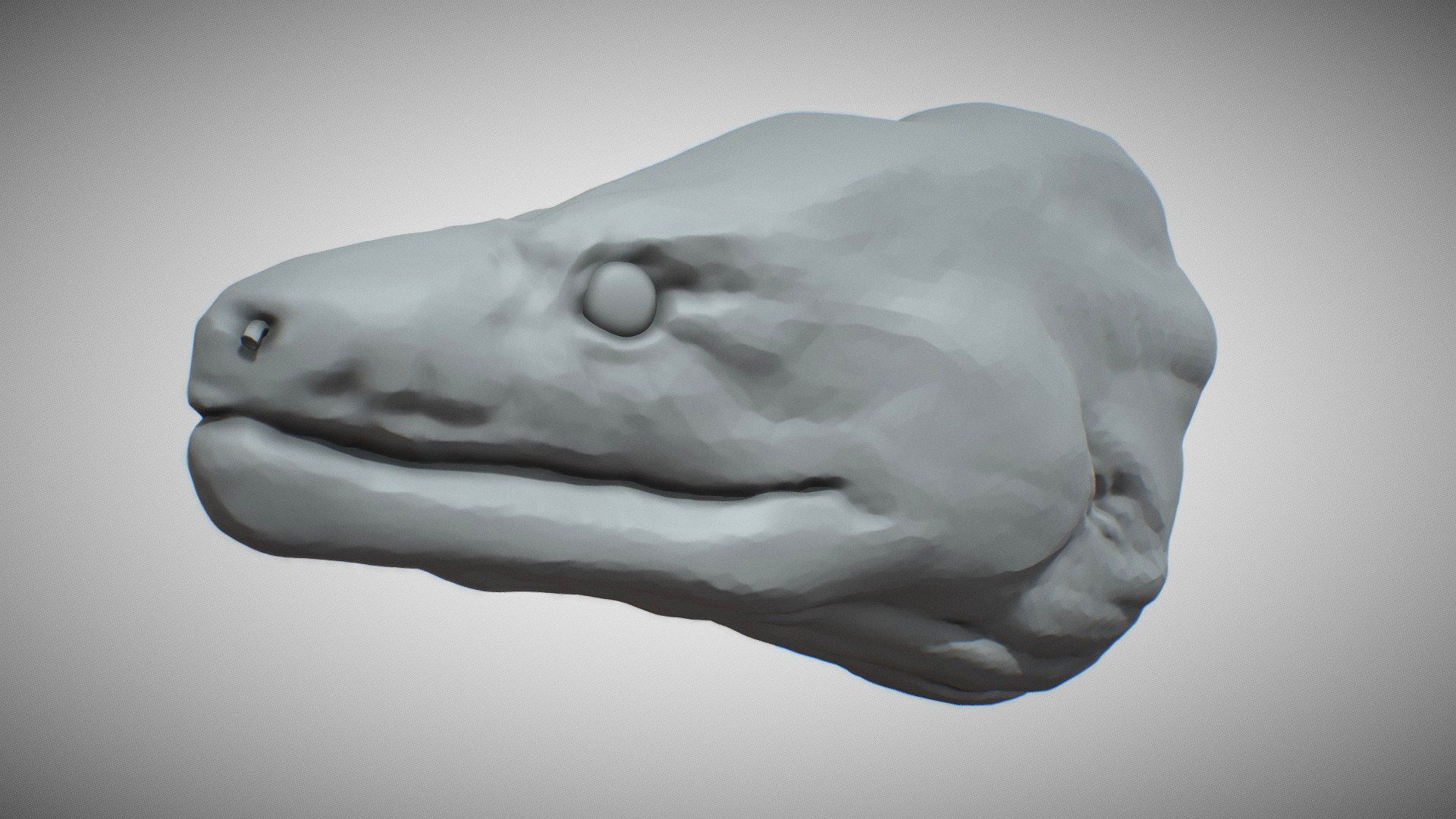 Moray Eel