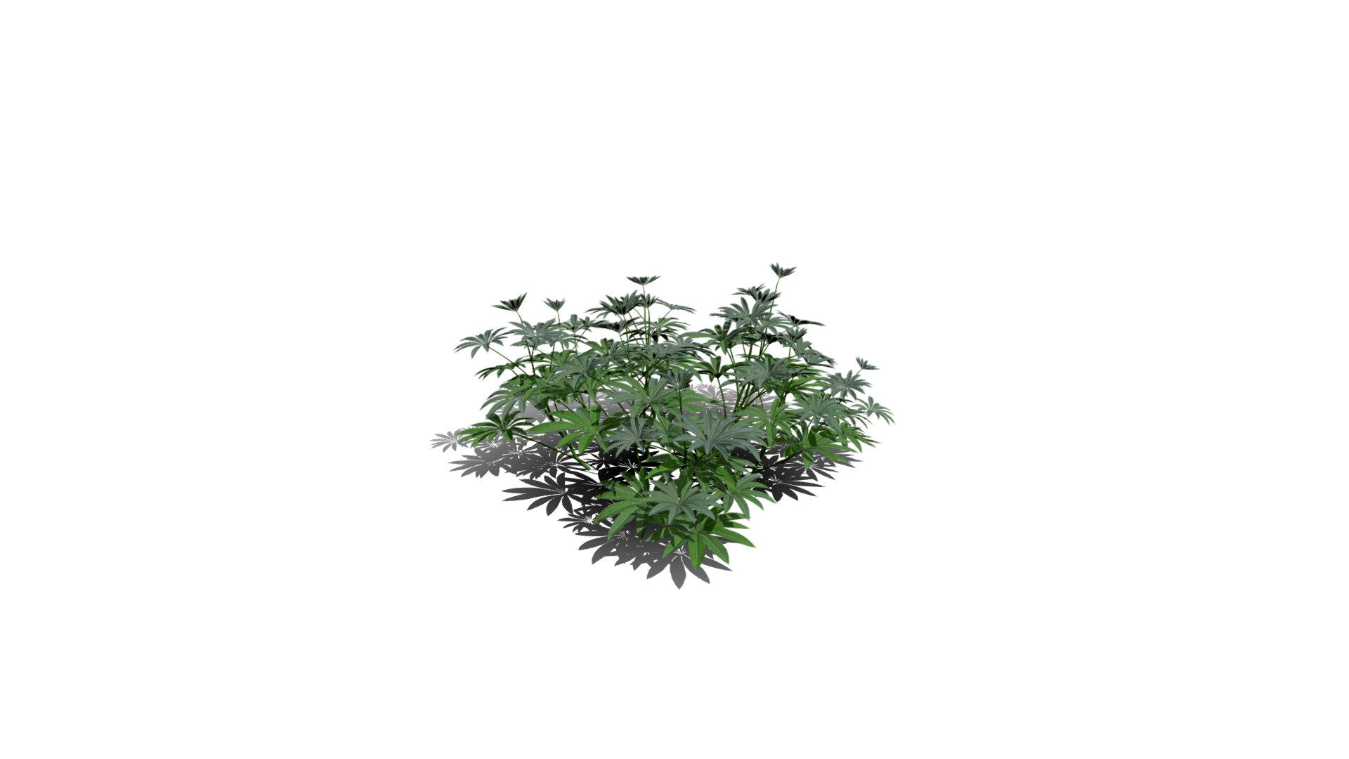 Realistic HD Large-leaved lupine (12/18)