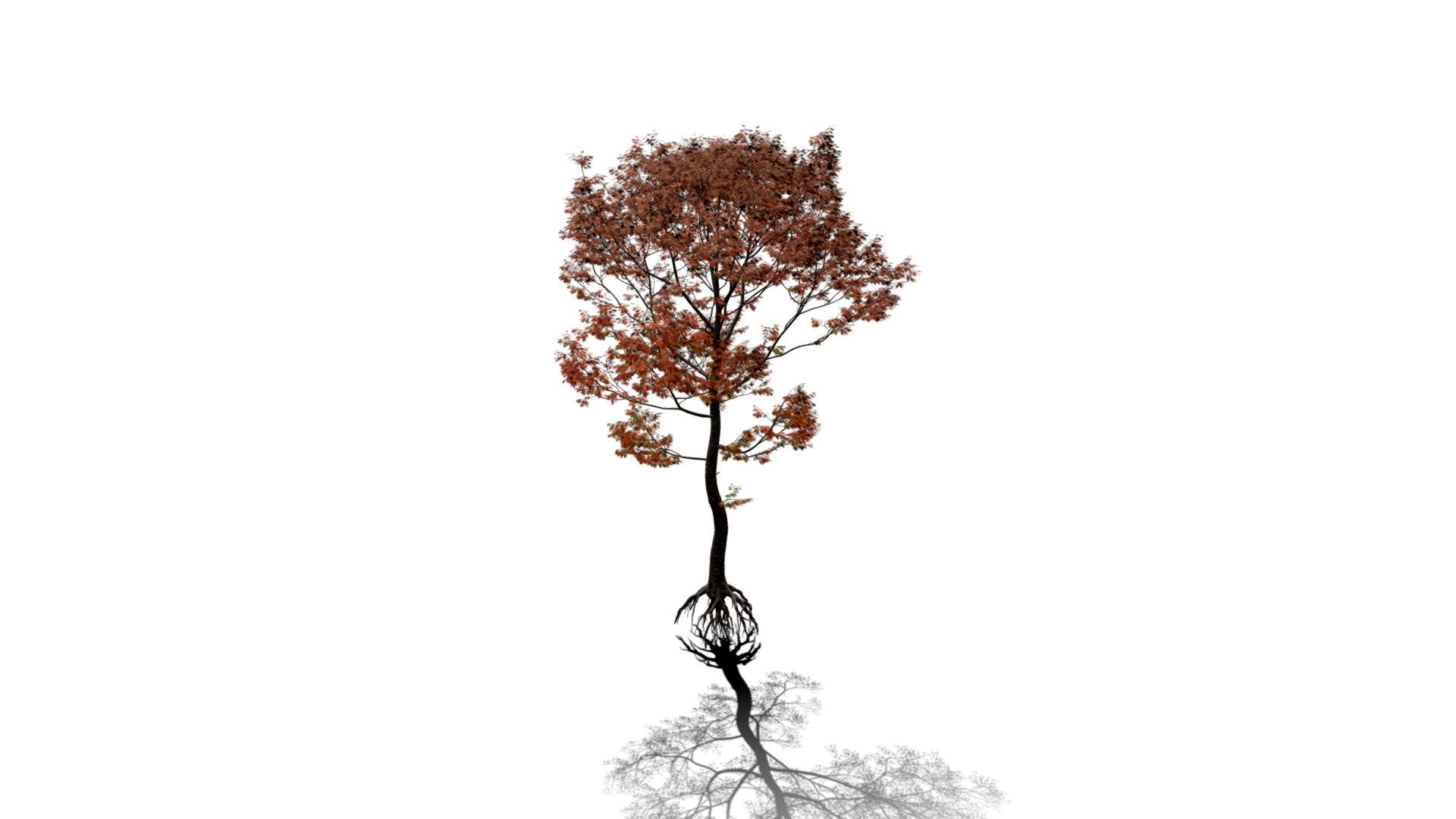 Realistic HD Northern red oak (100/138)