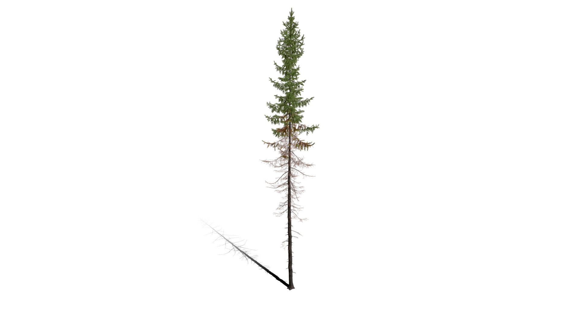 Realistic HD Black spruce (18/38)