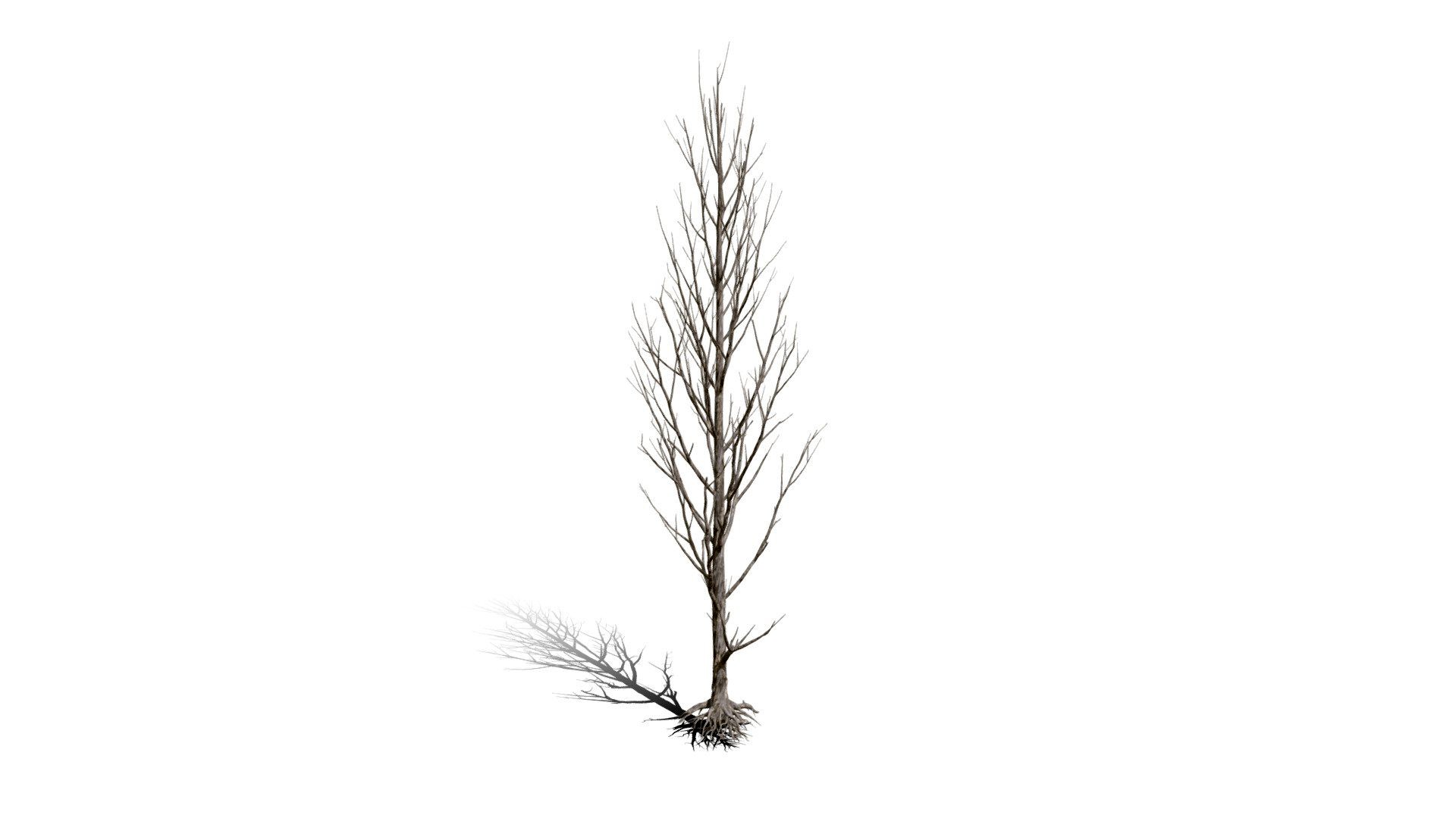 Realistic HD Black poplar (62/105)