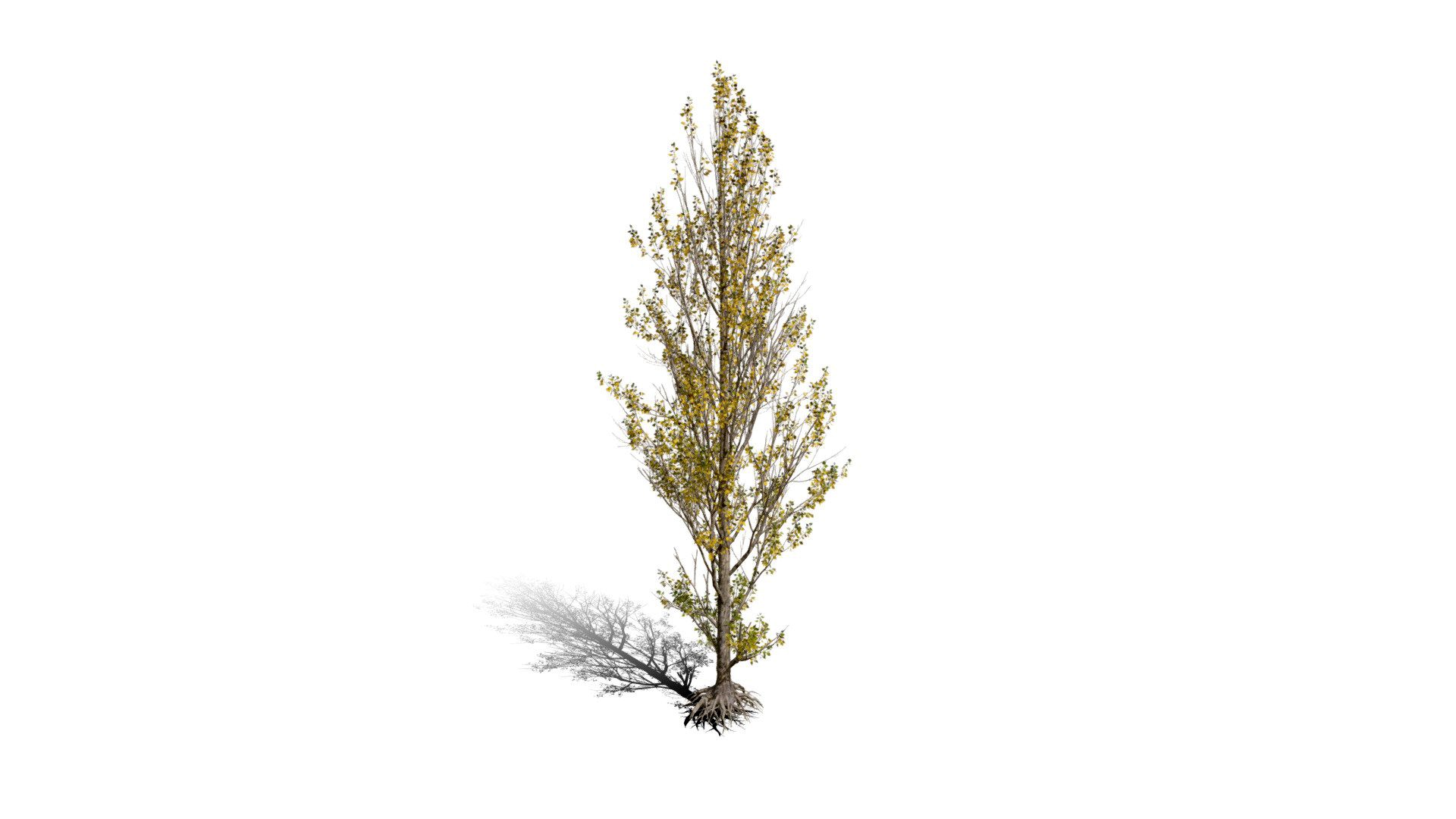 Realistic HD Black poplar (53/105)