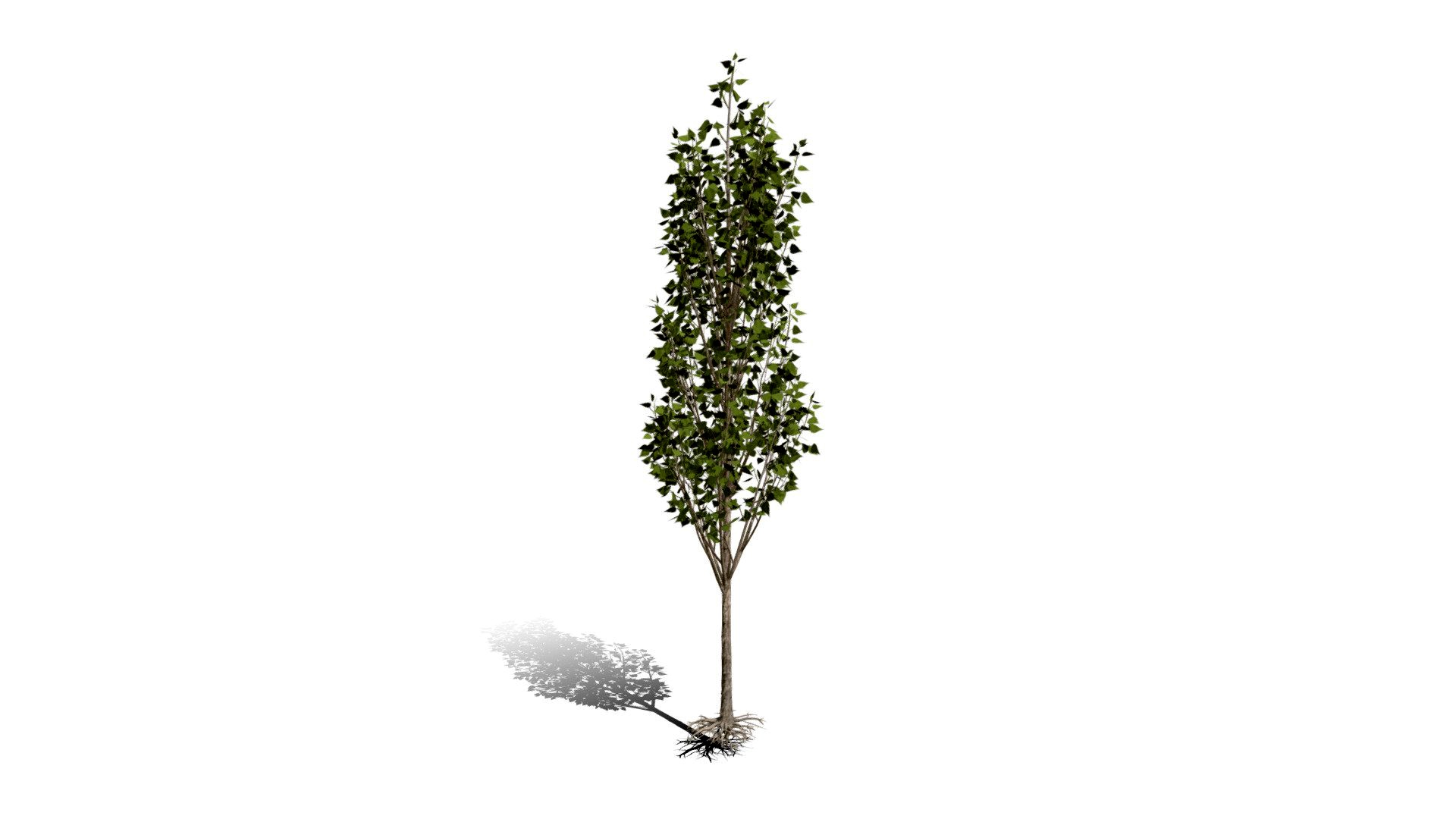 Realistic HD Black poplar (16/105)