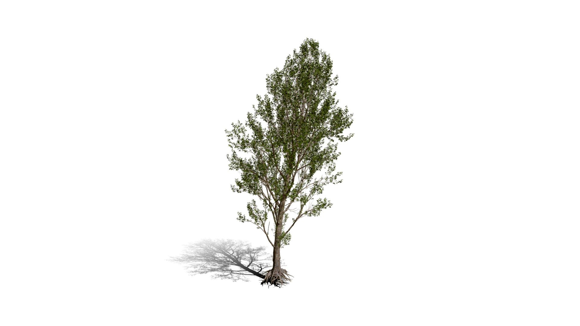 Realistic HD Black poplar (34/105)