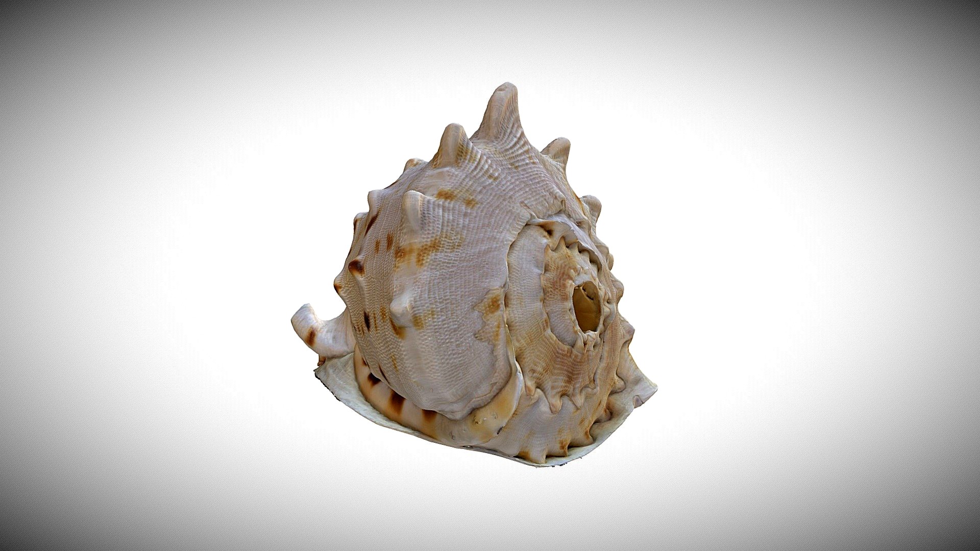 Conch