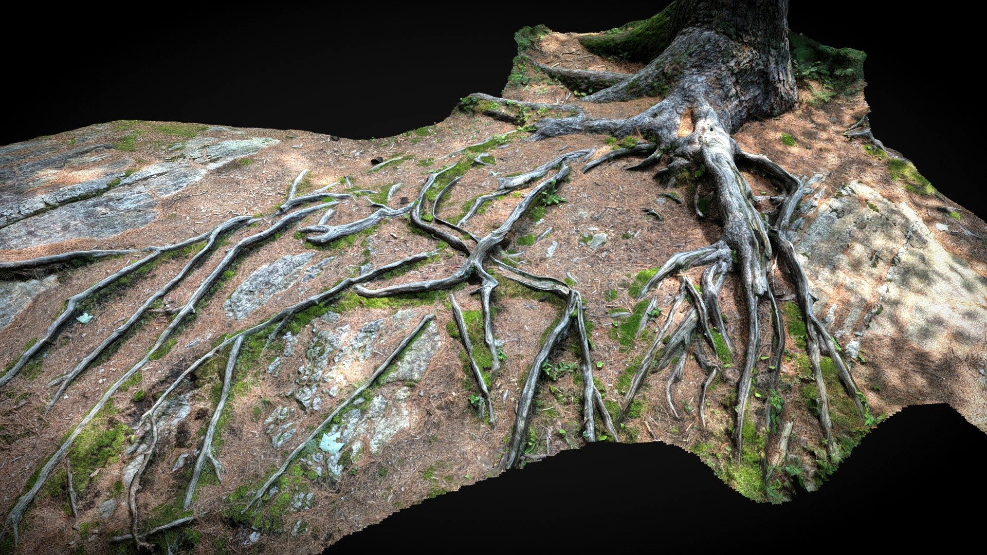 Tree Roots photogrammetry 3d model