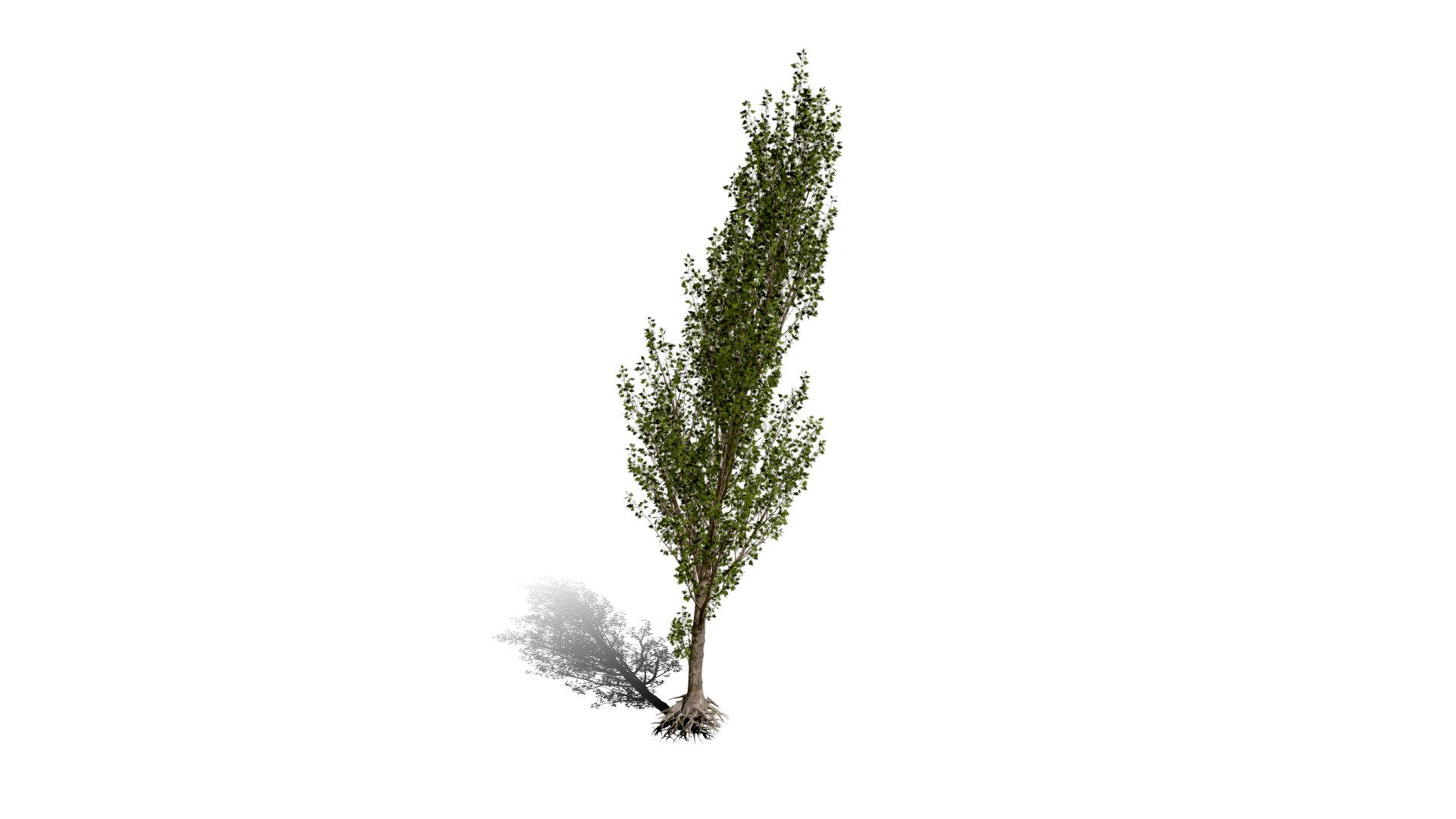 Realistic HD Black poplar (32/105)