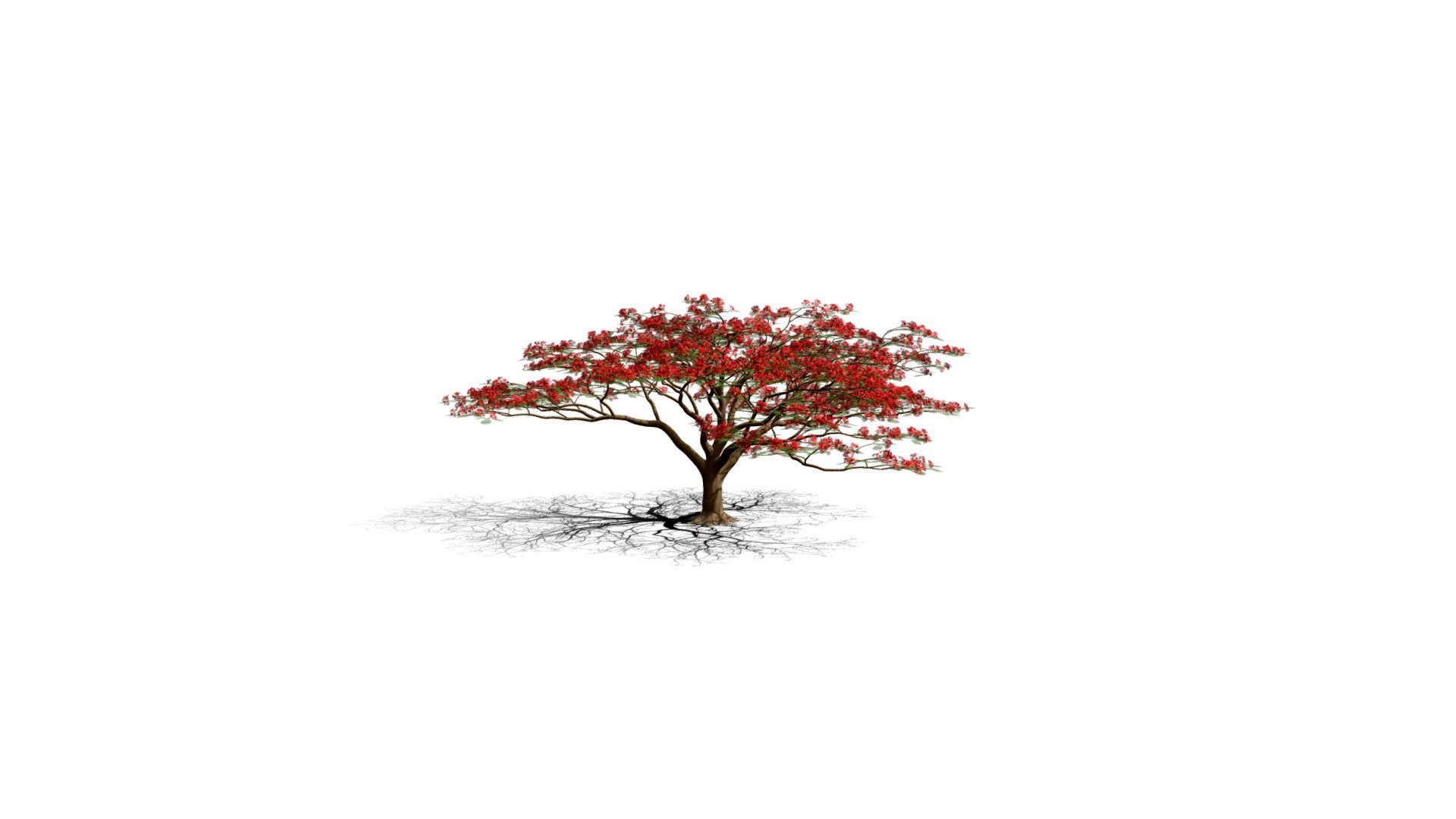 Realistic HD Royal poinciana (5/40)