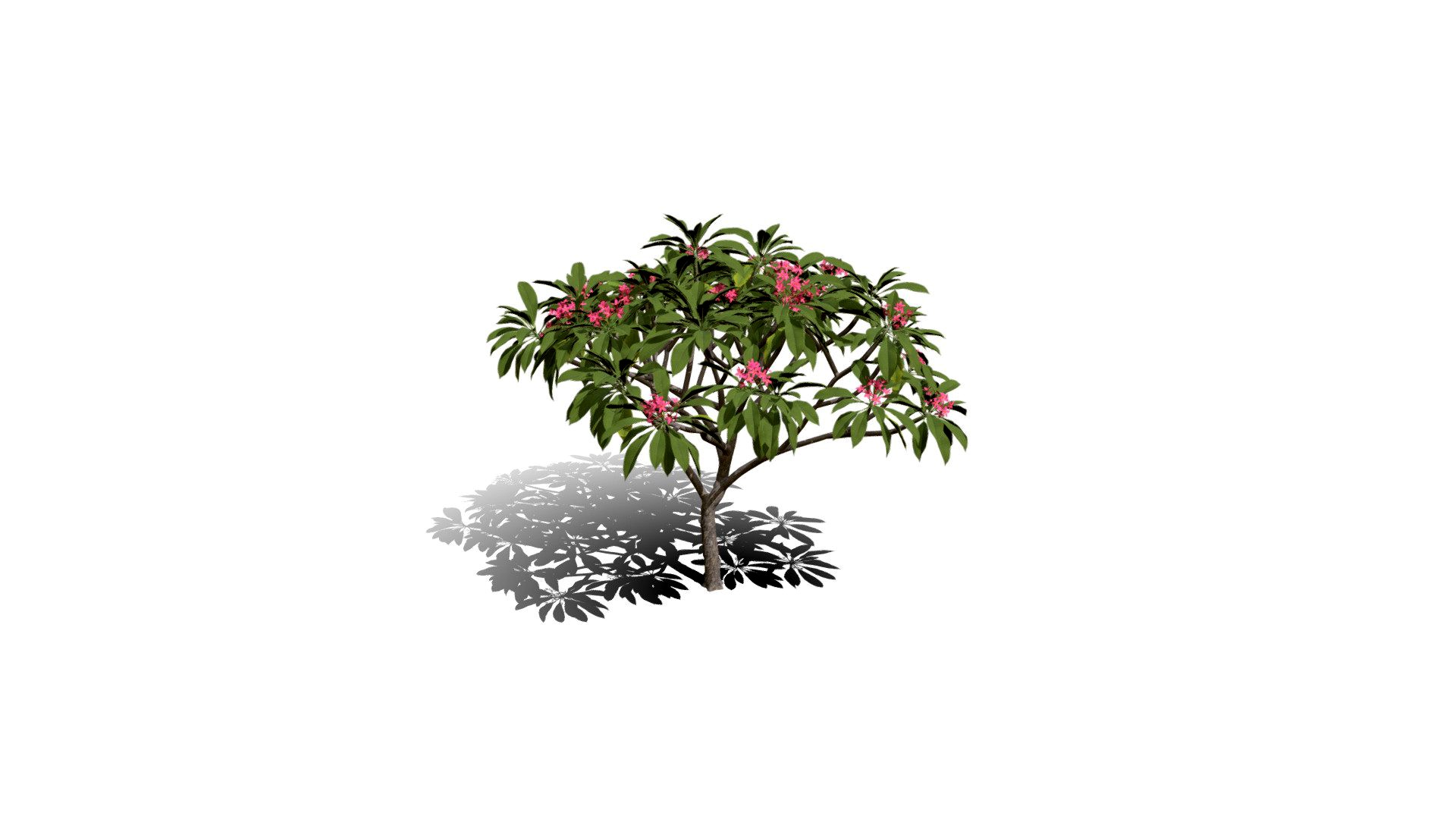 Realistic HD Frangipani tree (3/50)