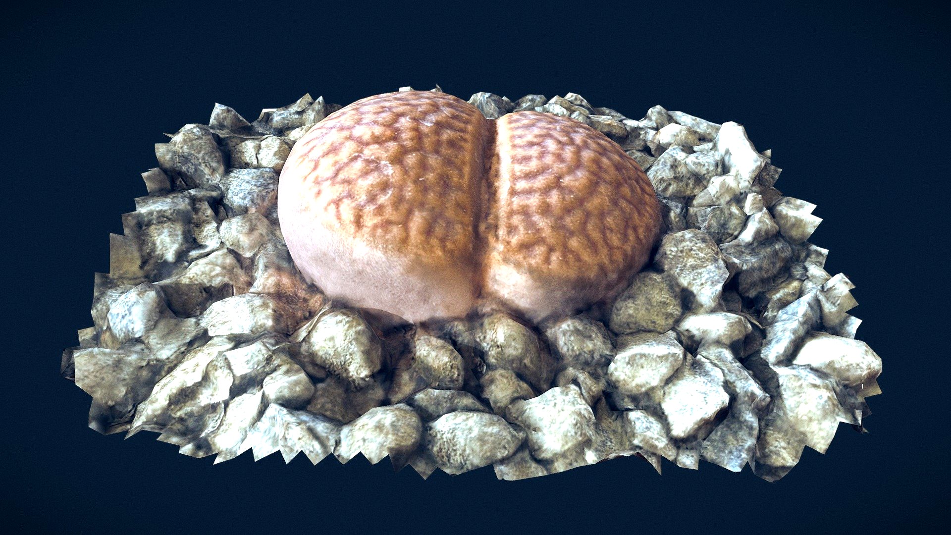 Living Stone (Lithops) plant photoscan