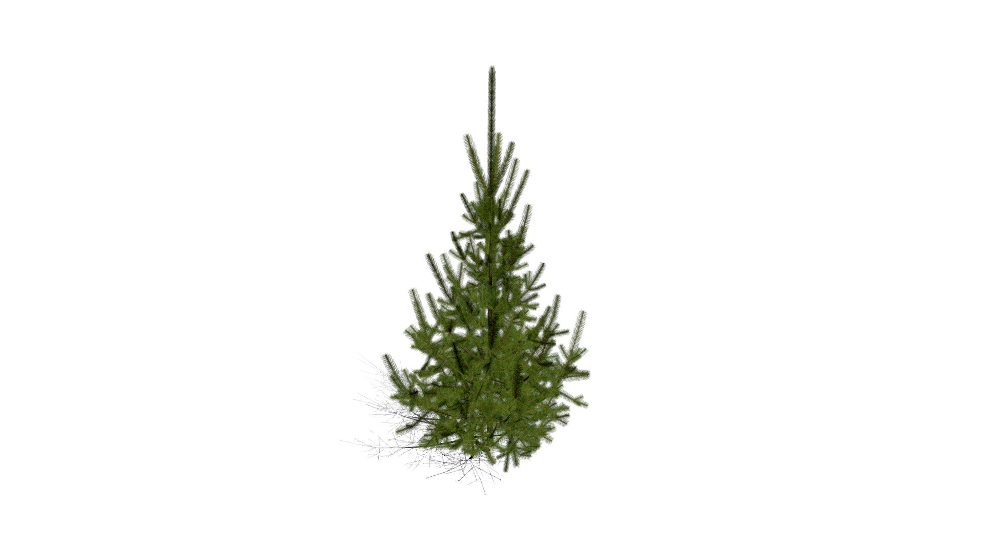 Realistic HD Norway spruce (6/43)