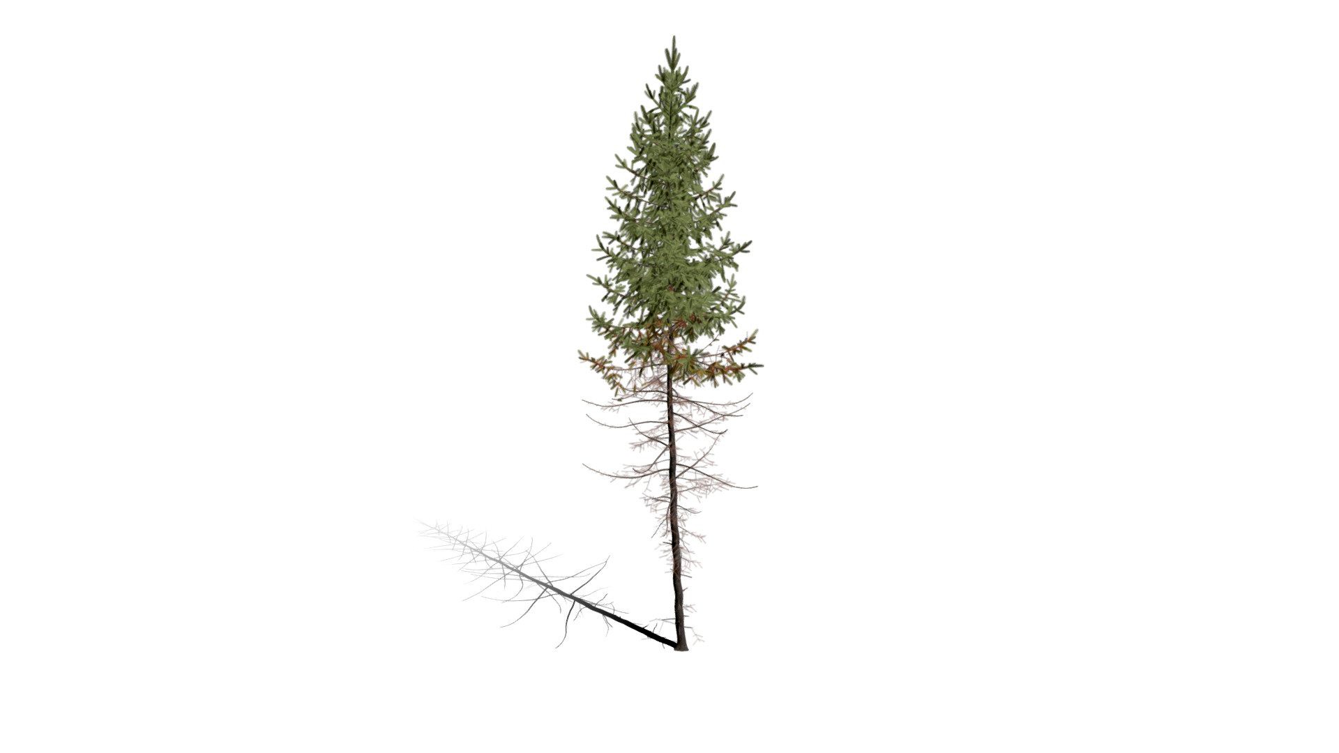 Realistic HD Black spruce (17/38)