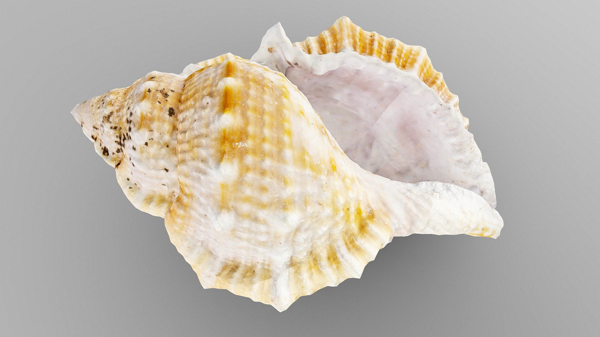 Angular Triton Sea Shell