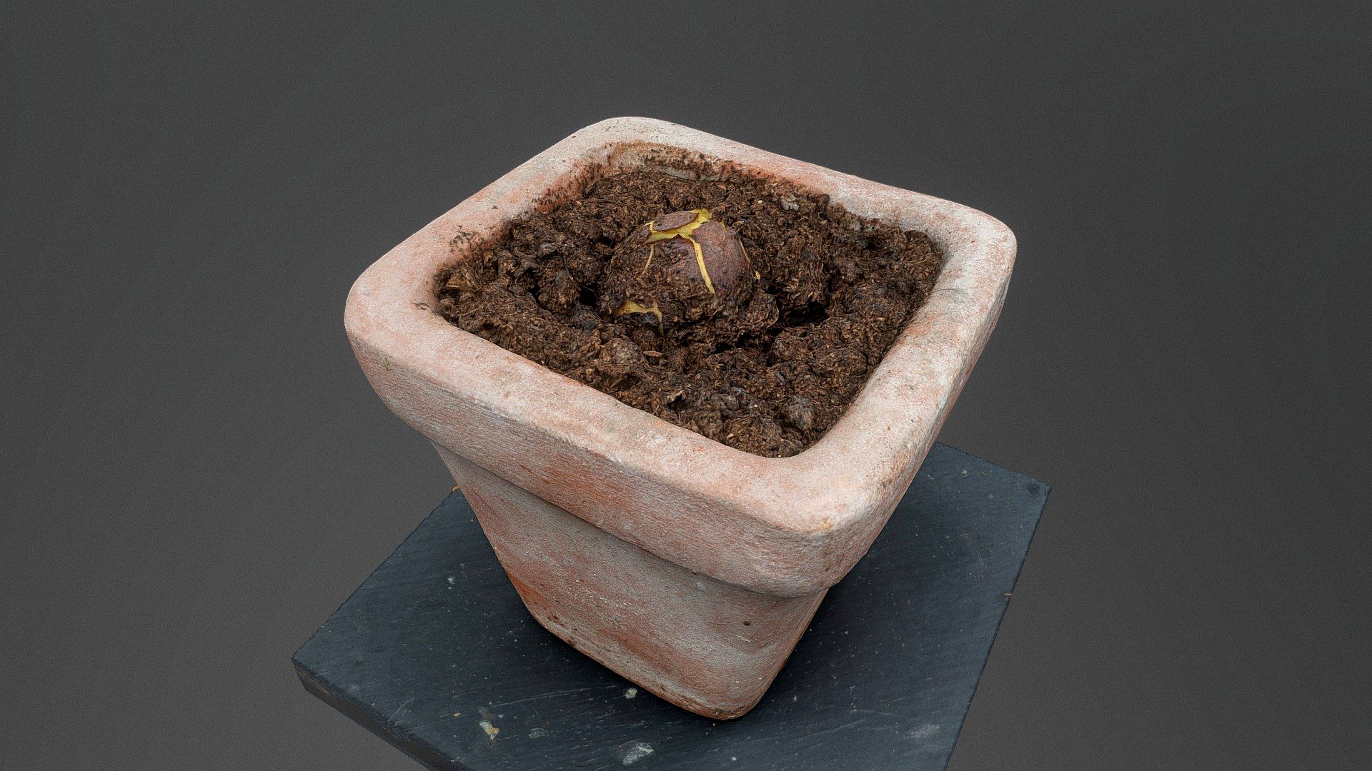 Avocado kernel in flower pot