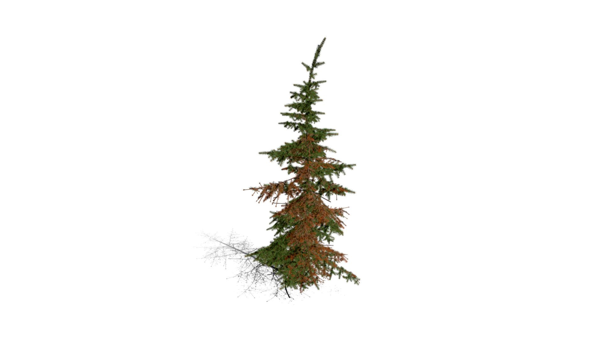 Realistic HD Mountain hemlock (31/43)