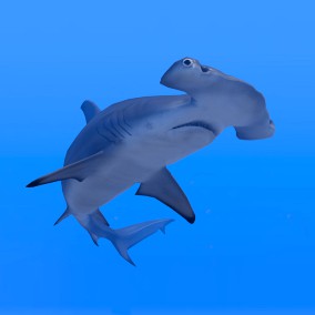 Hammerhead Shark