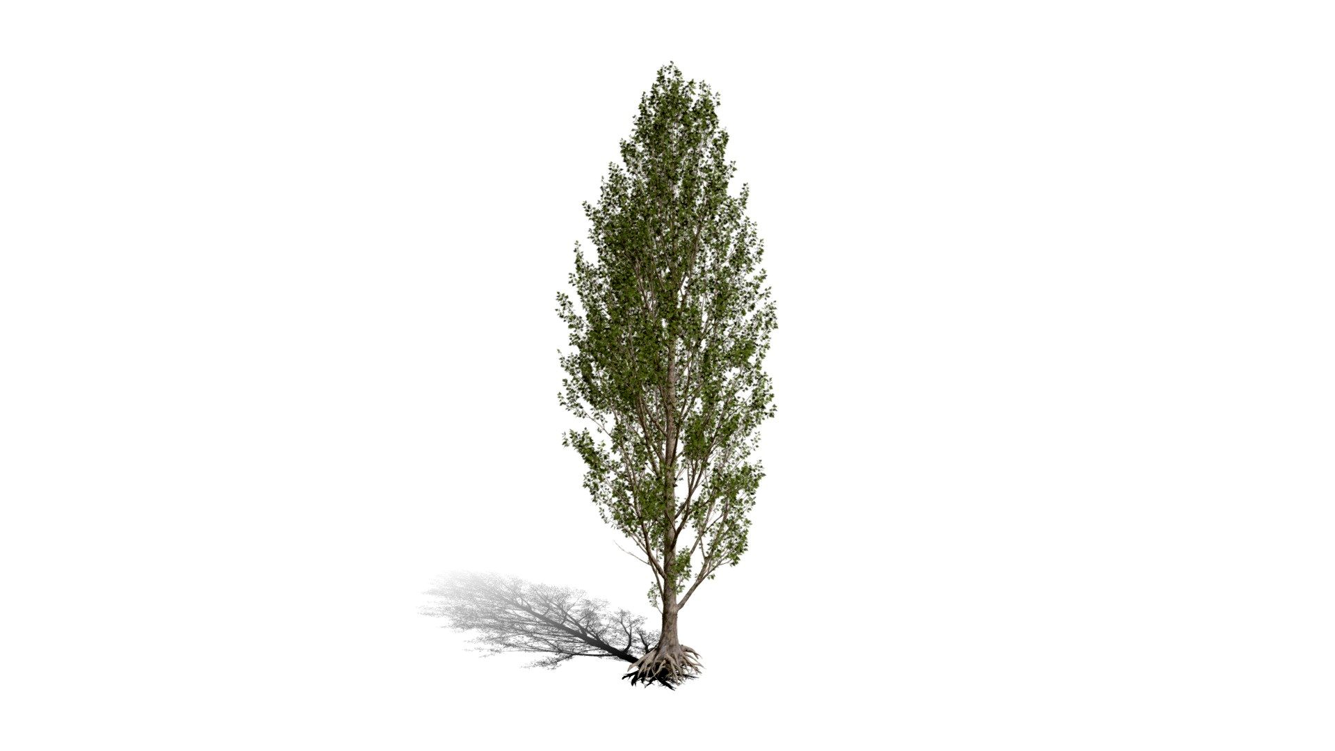 Realistic HD Black poplar (3/105)