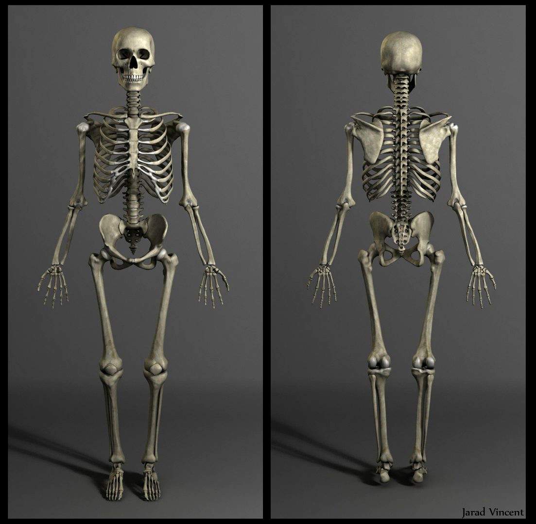 Anatomy Model