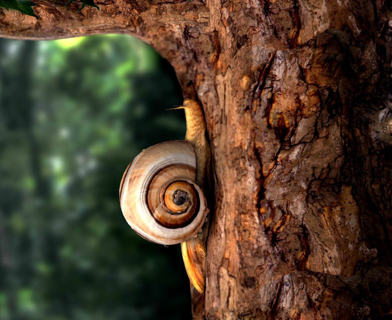 Snail