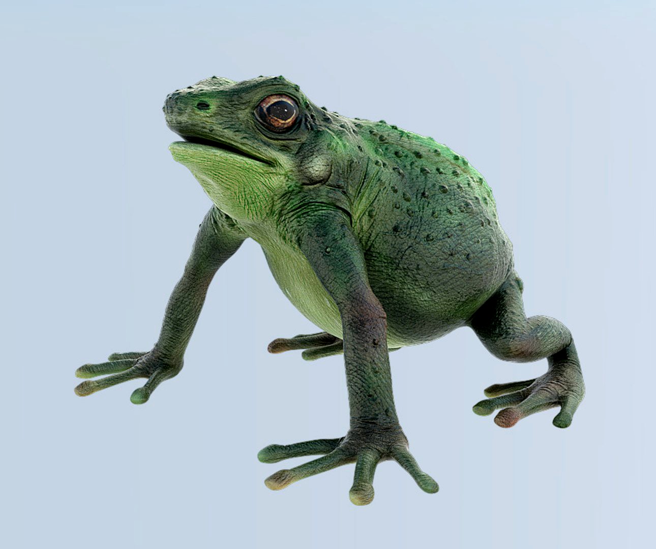 Green Frog