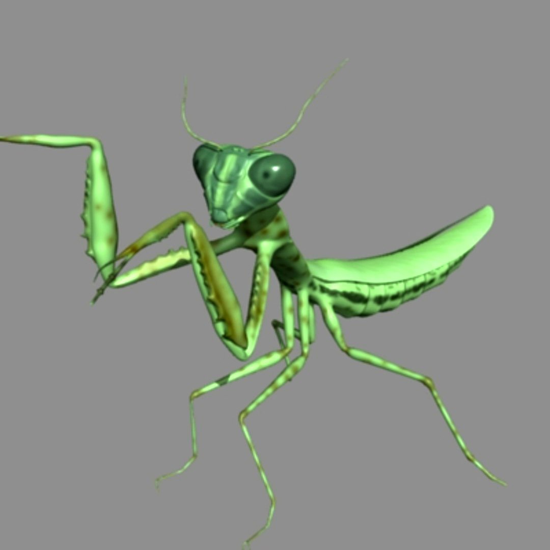 mantis