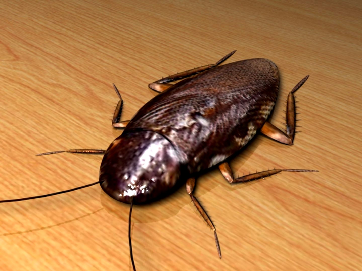Cockroach