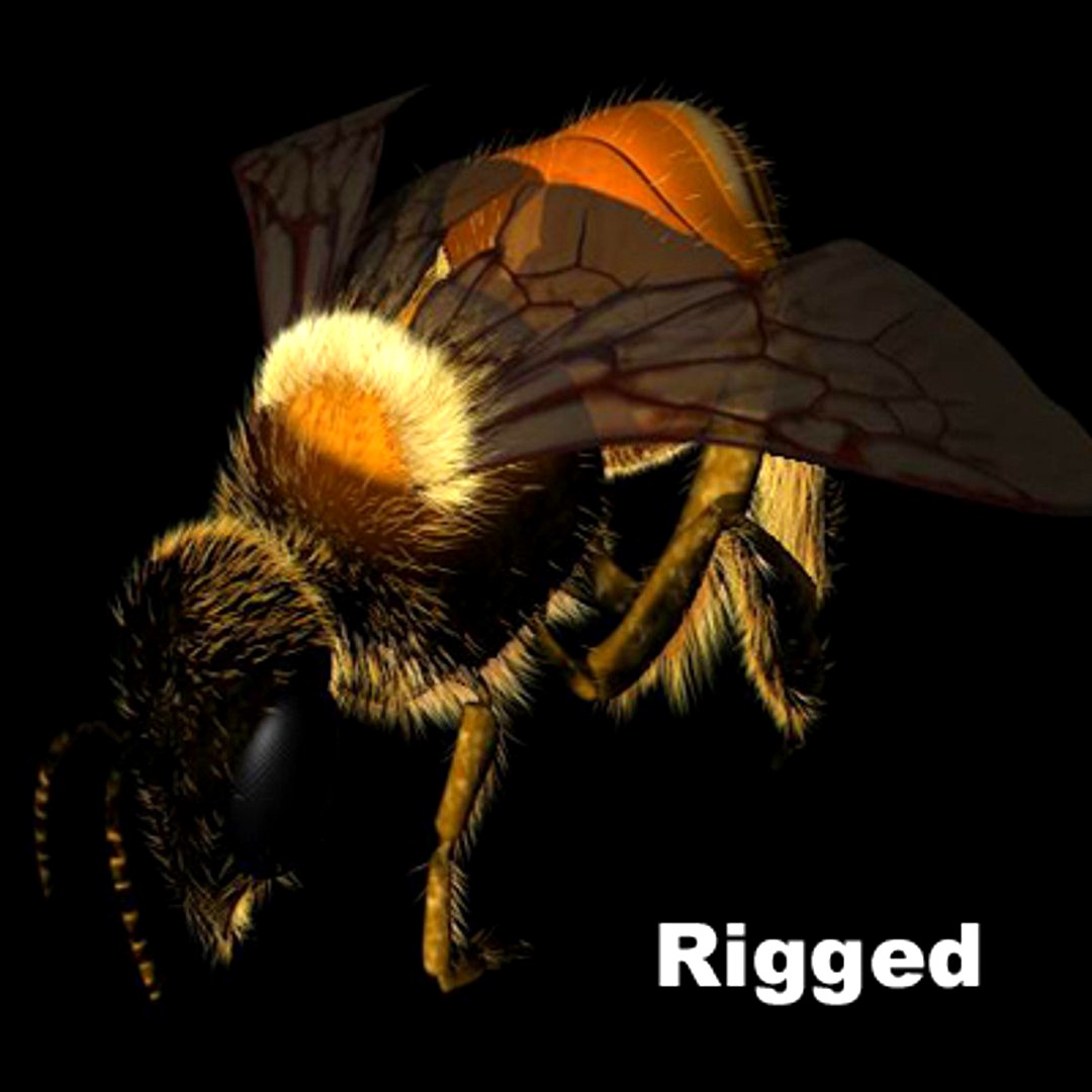 Bee