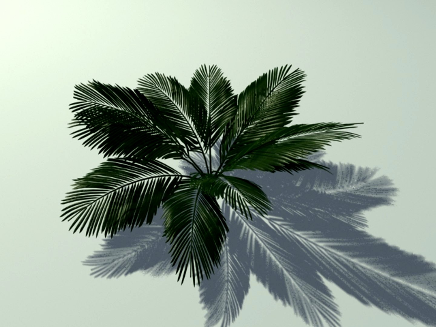 fern